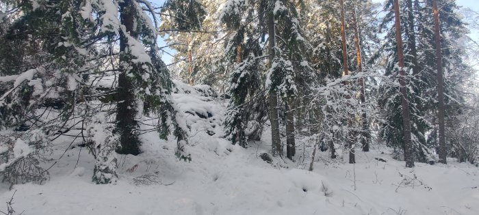 Vinterlandskap. Snötäckta träd i skog. Soligt. Fridfullt natur. Ingen synlig mänsklig aktivitet.