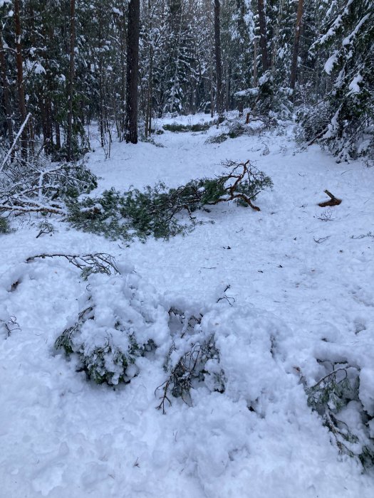 Vinterskog med snö, nedfallna grenar, tallar och snötäckt mark. Tyst och kall atmosfär.