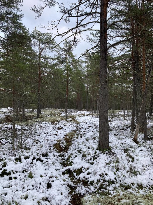 Skog med tallar, marken täckt av snö och mossa, grå himmel, ingen person synlig.