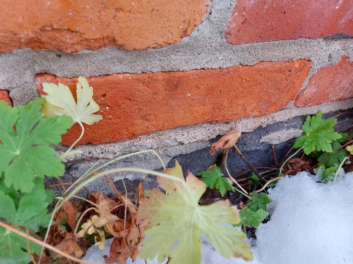 Röda tegelstenar, murbruk, gröna växter, gulnande löv, smältande snö vid en vägg. Övergång mellan höst och vinter.