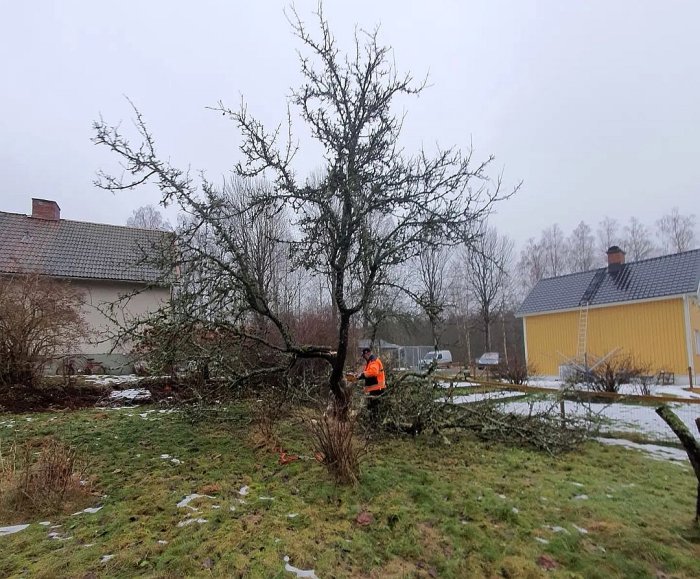En person i arbetskläder beskär ett nedbrutet träd i en trädgård nära bostadshus, grå himmel.