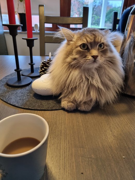 Långpälsad katt sitter vid bord med kopp, ljusstakar och dekorationskotte.