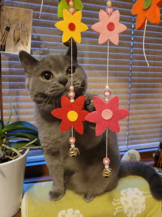 Grå katt tittar på hängande färgglada filtblommor med pärlor och små klockor inuti ett hem.