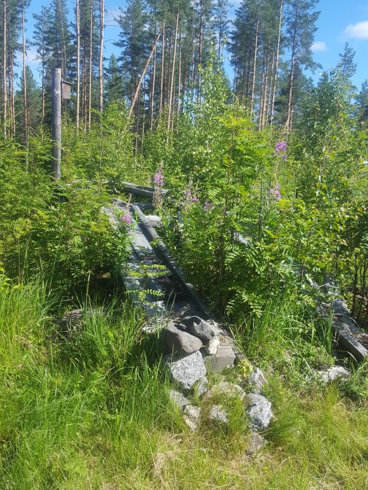 Överväxt träbro i skogsmiljö under sommardag, med blommor, gräs och tallar i bakgrunden.