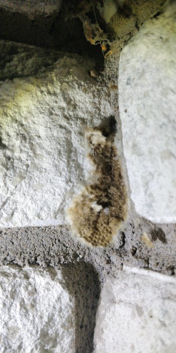 Mögel och missfärgningar på stenmur med spindelväv i hörnet. Suggestivt och lite obehagligt.