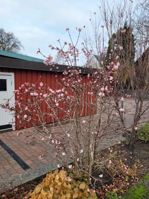 Blommande buske med rosa blommor, bar lövverk, mot röd byggnad och grå himmel.