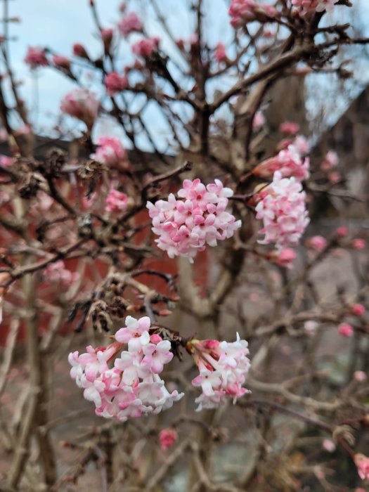 Närbild, rosa blommor på grenar, suddig bakgrund, tidig vårtecken, späda knoppar och blomning, naturens återuppvaknande.