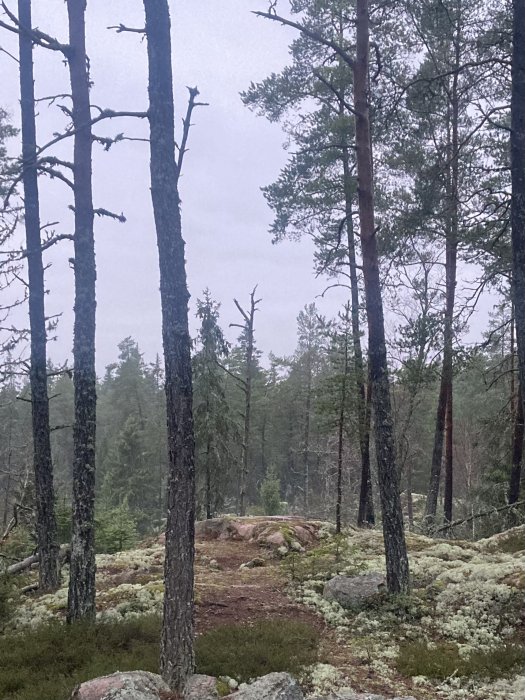 Skog, tallar, mossy ground, stenar, dimmig atmosfär, växter, natur, utedag, lugnt, orört landskap.