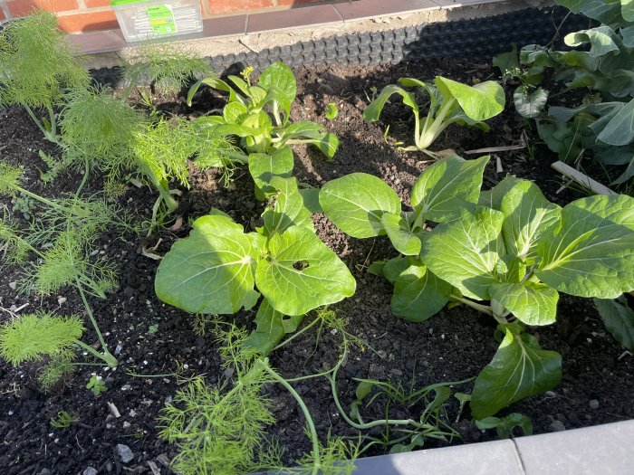 Ett krydd- och bladgrönsaksland med dill och pak choi i solljus mot tegelvägg.