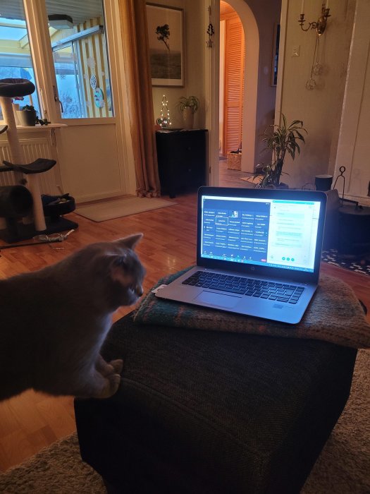 Katt framför öppen laptop i hemmiljö med möbler och kattsäng vid kvällstid.