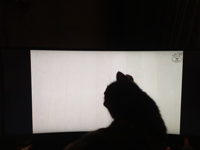 Katt framför datorns tomma skärm i ett mörkt rum.