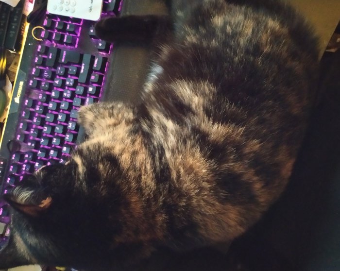En katt ligger på ett tangentbord med lila bakgrundsbelysning; en mysig arbetsplatsstörning.