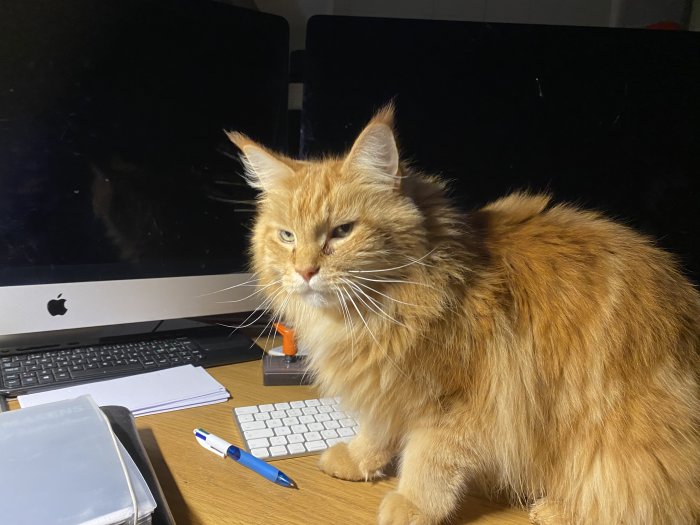 En fluffig röd katt sitter framför en släckt iMac, vid ett skrivbord med anteckningar och penna.