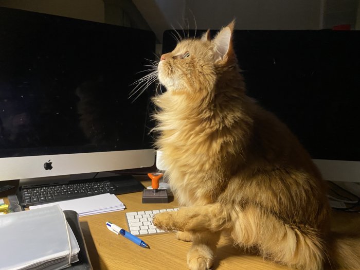 En långhårig orange katt sitter framför en iMac, tittar uppåt med skrivbordstillbehör i förgrunden.