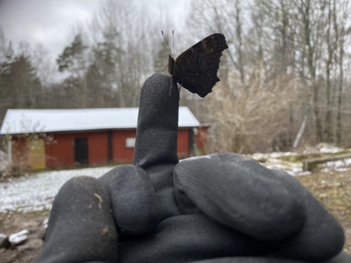 Fjäril sitter på fingertopp framför snötäckt landskap och rött hus.