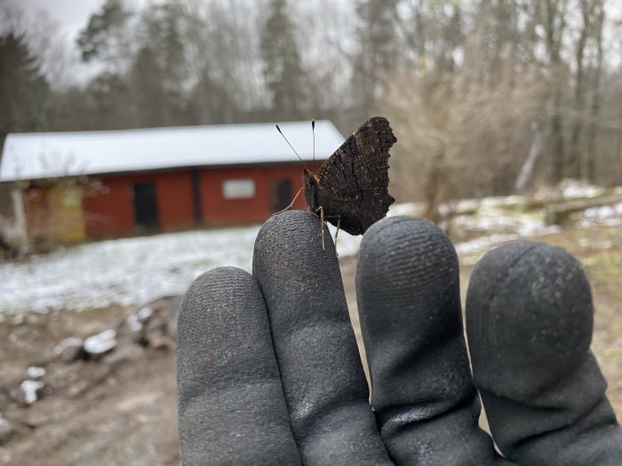 En fjäril sitter på en handklädd i vante framför en röd byggnad och snöiga mark.