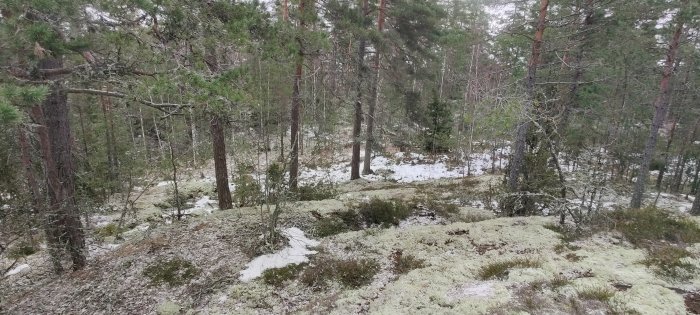 Skogsmark med barrträd, mossa och snöfläckar som tyder på vinter eller tidig vår. Naturstämning, öde, grönt och vitt.