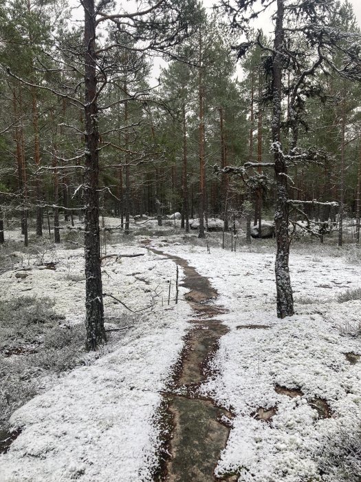 En skogsväg slingrar sig genom ett tunt snötäckt barrträdlandskap under en kylig dag.