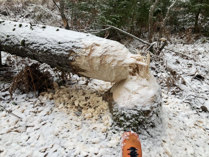 Nedfallen träd med snö, avverkad genom gnagning, troligen av bäver, i skogsmiljö.