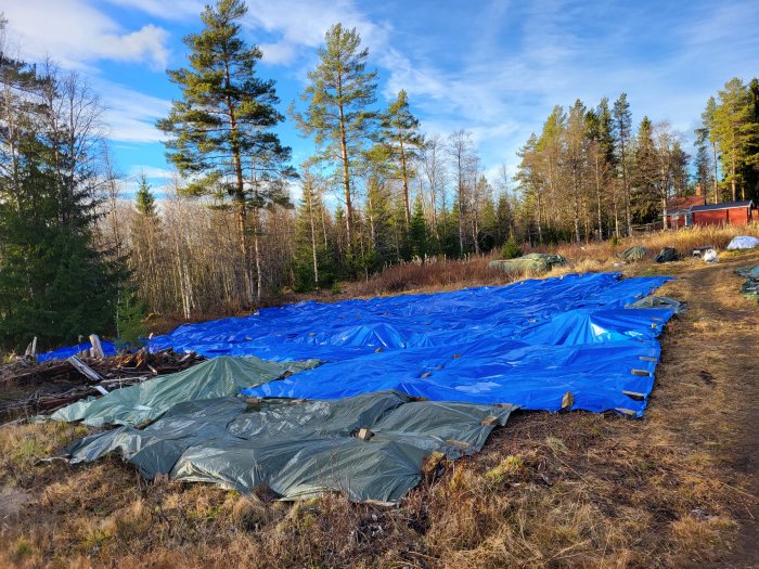 Blå presenningar täcker mark, skog i bakgrunden, klart väder, antydan till byggnation eller renovering.