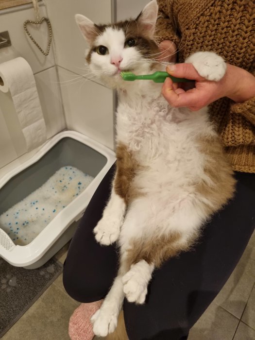En katt får tandborstning, sitter i någons knä. Toalett med kattlåda i bakgrunden. Hemmiljö.