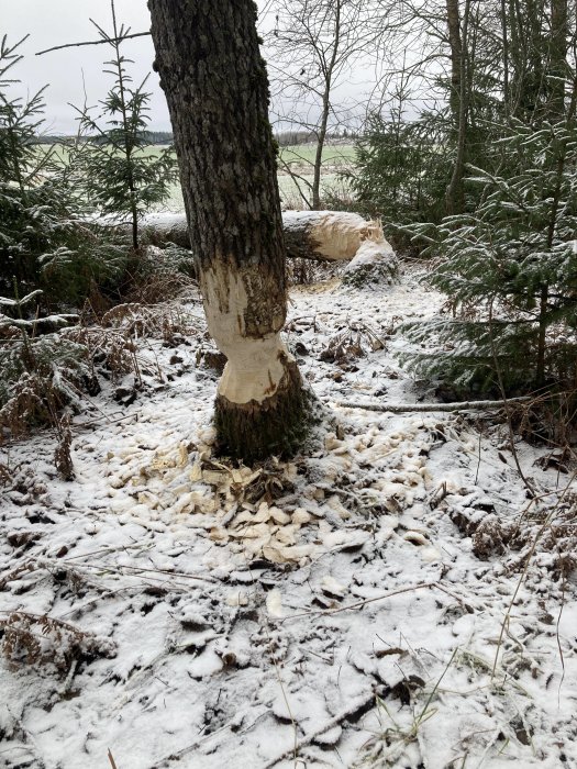 Träd gnagt av bäver, vinterskog, snö, spån på marken.