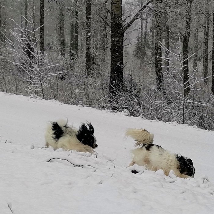 Två hundar leker i snö, vinterlandskap med träd, kallt väder, vitt täcke överallt, livlig hundaktivitet.