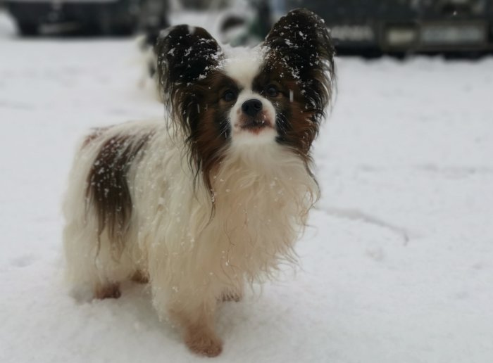 En liten hund med snö på pälsen står utomhus.