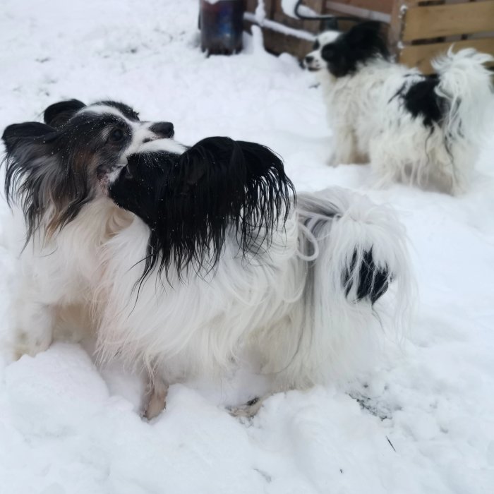 Två små hundar i snön, en slickar den andra på kinden.