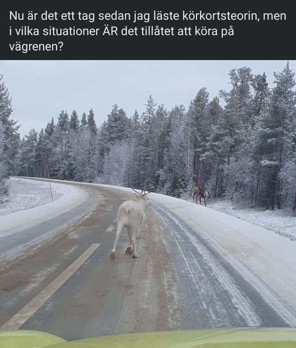 Ren på snöig väg, text om körkortsteori, humoristisk, undrar om körregler, vinterlandskap, skog i bakgrunden.