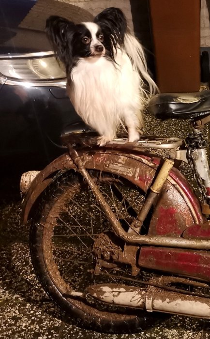 En hund sitter på en lerig cykel framför en bil nattetid.