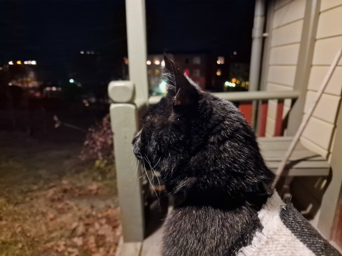 Svart katt på veranda ser på nattvy med suddiga ljus och byggnader.