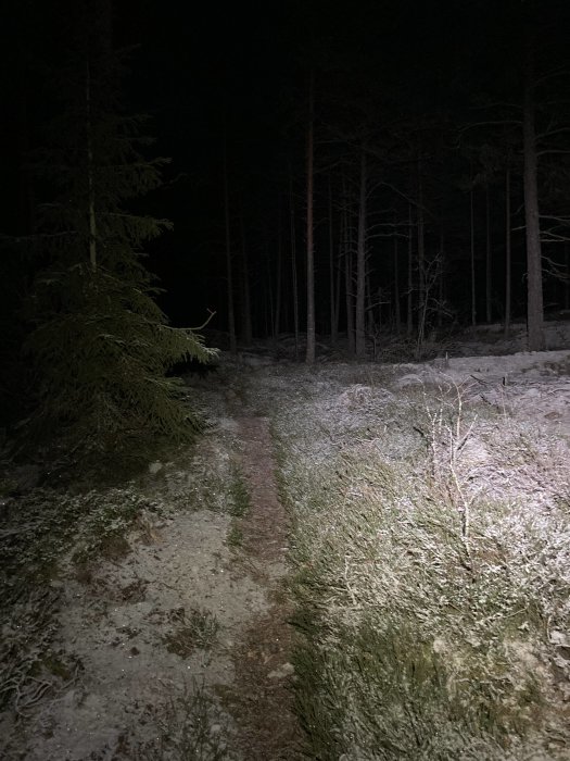 Mörk skogsnatt med stig, belysning från ficklampa, frostbiten mark och barrträd.