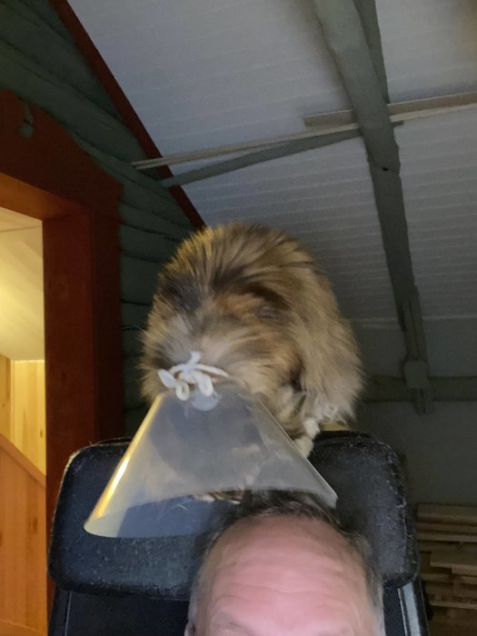 Katt med tratt halskrage på en stol ovanför en person. Inomhusmiljö, humoristisk situation, husdjursvård.