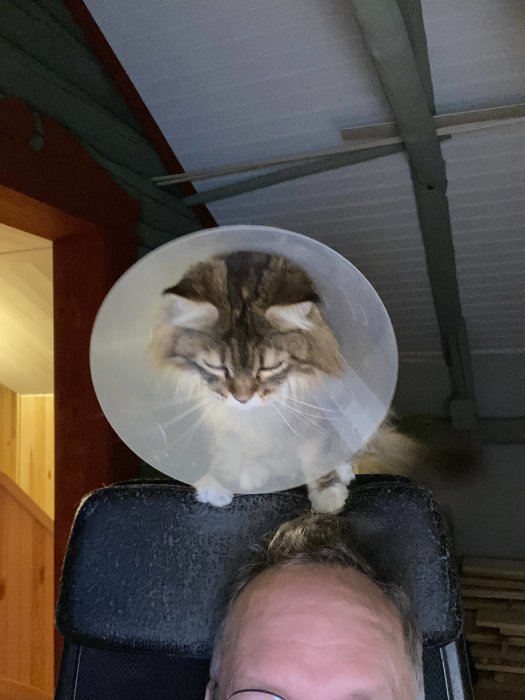 En katt med tratt sitter på en person som bara syns delvis. Inomhusmiljö, suddig bakgrund, huvudfokus på katten.