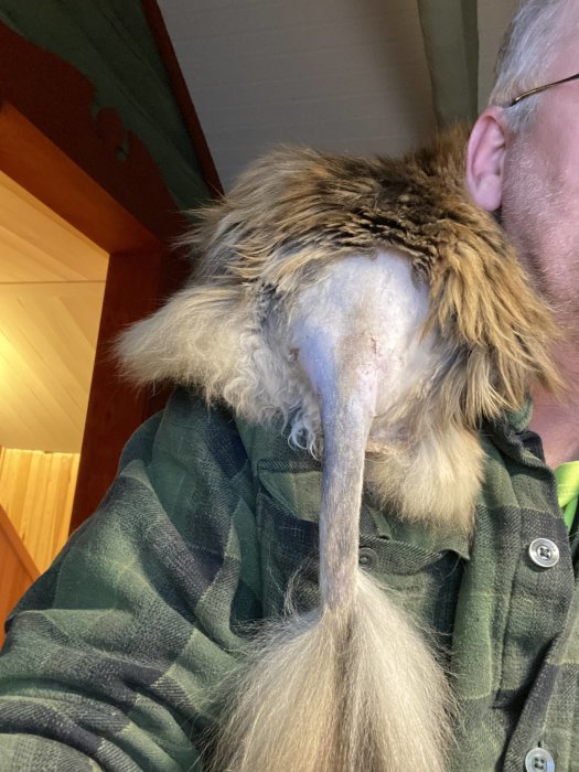 En person med en flanellskjorta har en katt som ligger ovanpå sitt huvud.