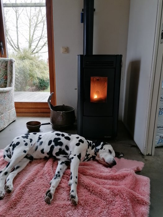 Dalmatiner vilar på rosa filt vid brinnande kamin inomhus, naturligt dagsljus från fönster, lugn miljö.