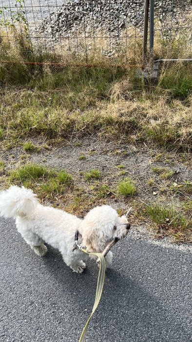 Vit hund på promenad håller en pinne i munnen vid ett staket.