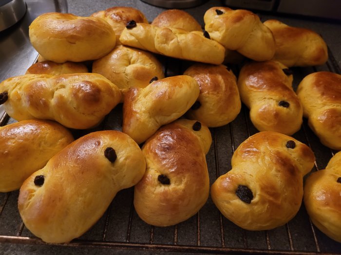 Nybakade lussekatter med russin, gyllenbruna, på en ugnsplåt. Traditionellt svenskt saffransbröd för Lucia och jul.