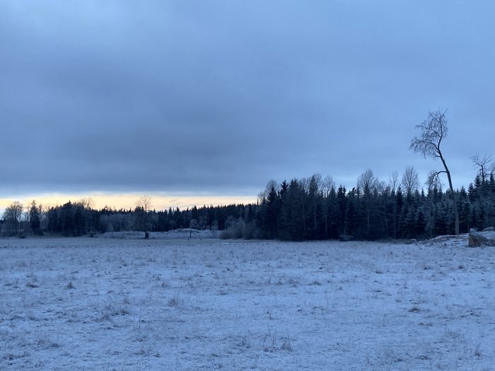 Vinterlandskap, frost, ensamt träd, molnigt, skymning, kallt, natur, öppet fält, skogsbryn, dimmigt ljus.