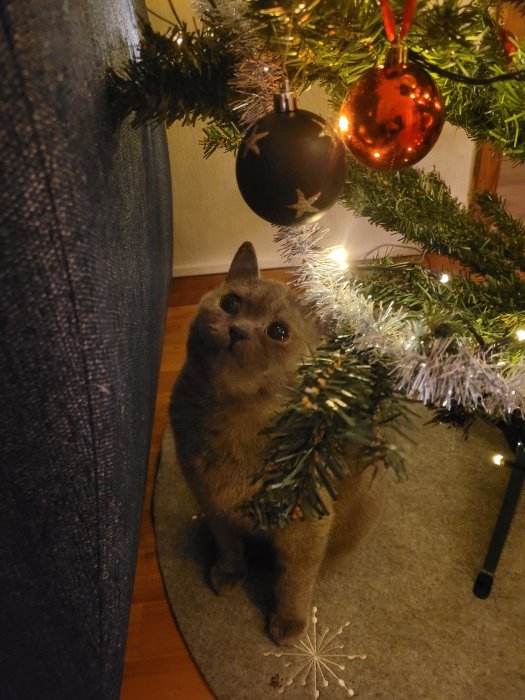 En katt blickar uppåt mot julgranskulor under en dekorerad julgran i ett inomhusmiljö.