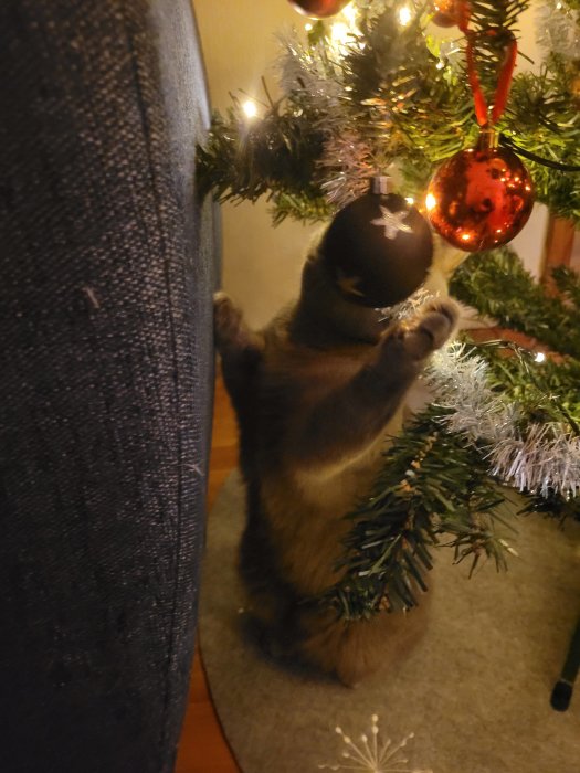 En katt leker med en julgranskula, inomhus, kvällsbelysning, mysig julkänsla, grönt träd, röd kula.