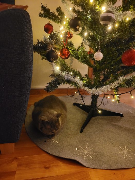 Ett sovande katt under en julgran med belysning och färgade julgranskulor inuti ett rum.