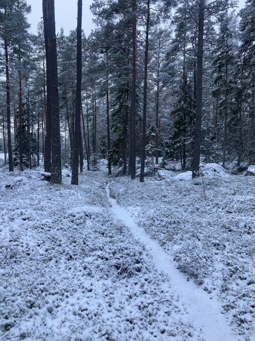 Snötäckt skog, tallar, krokig stig, vinterskymning, stilla, kallt, natur, blåaktig ton, ingen person synlig.