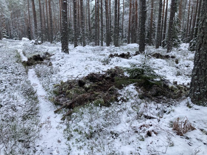 Snötäckt skog med tallar, mossiga stenar och en liten stig. Lugnt och vinterligt landskap.