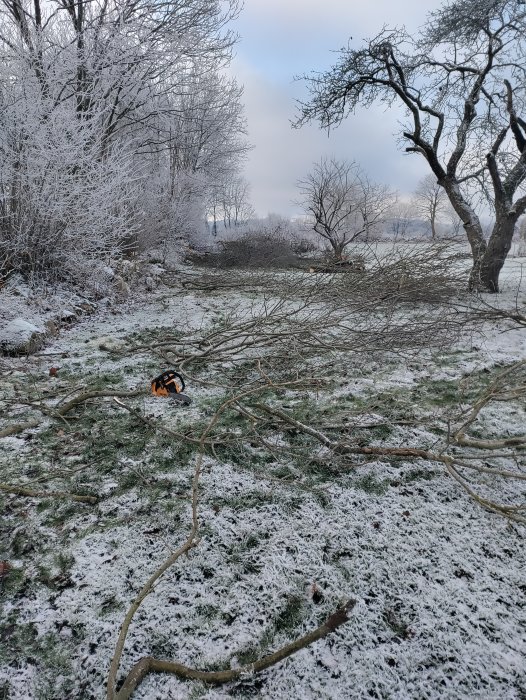 Vinterlandskap, frostiga träd, sågade grenar på marken, tjocka frostskikt, blek himmel, avlägsen rök.