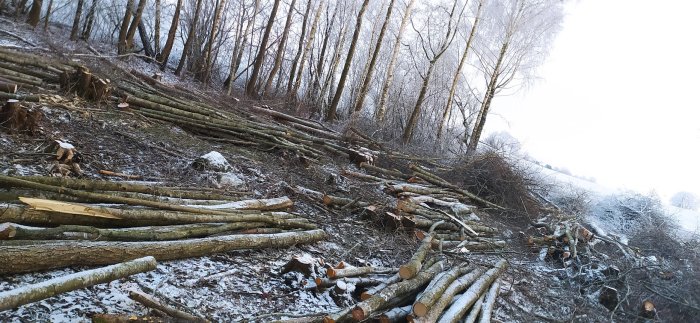 Skogsmark med nedsågade träd och grenar under vintervillkor, snöfläckar synliga, kala träd i bakgrunden.