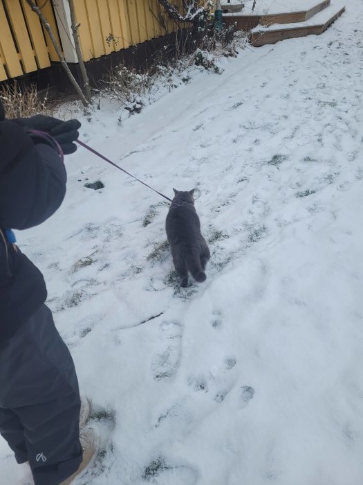 En katt i sele utforskar snötäckt mark, ledd av person i vinterklädsel.