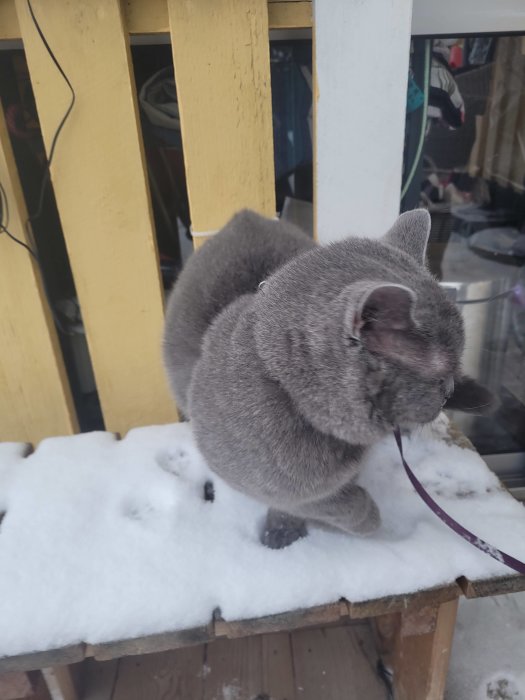 Grå katt med sele sitter på snötäckt räcke, veranda bakgrund, gul verandastolpe, reflexion i fönster.