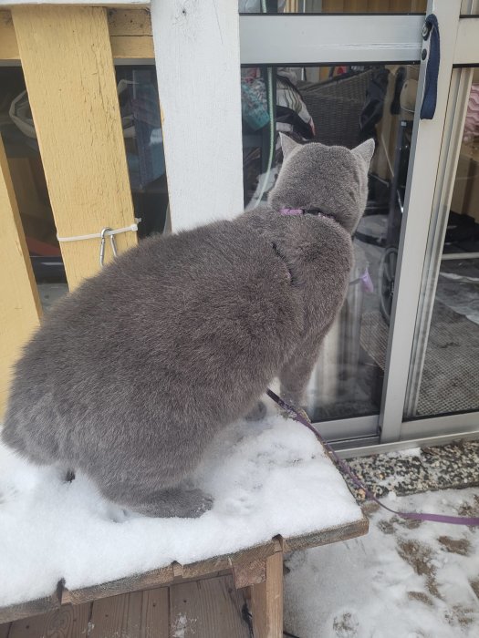 Grå katt på snötäckt trappa tittar in genom glasdörr.